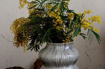 Vase mimosas